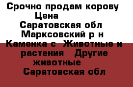 Срочно продам корову › Цена ­ 55 000 - Саратовская обл., Марксовский р-н, Каменка с. Животные и растения » Другие животные   . Саратовская обл.